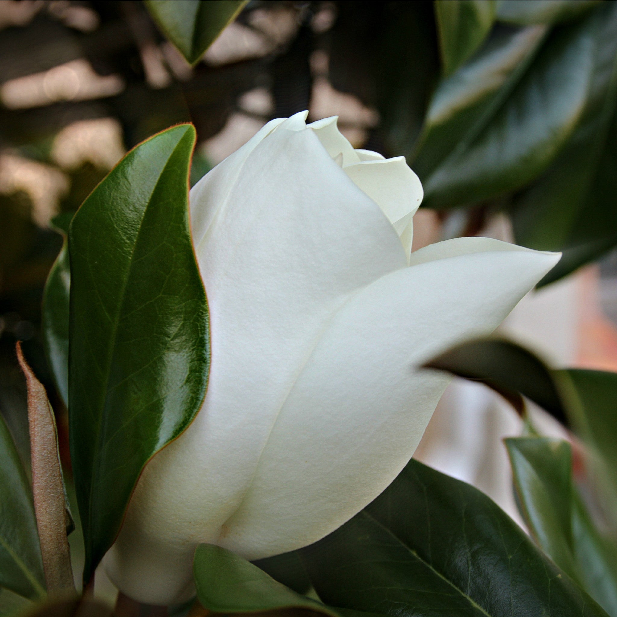 Magnolia Scented Wax Melt